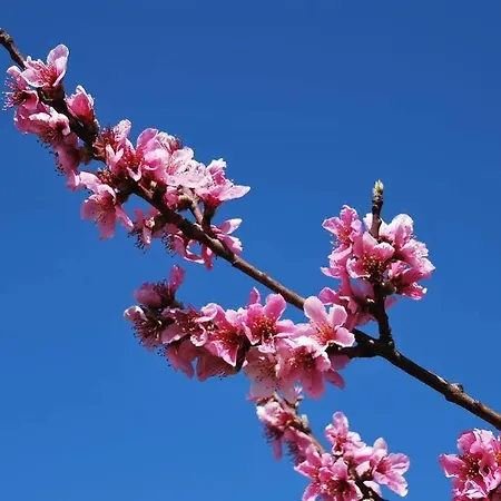 La Tinassara לינה וארוחת בוקר 2*